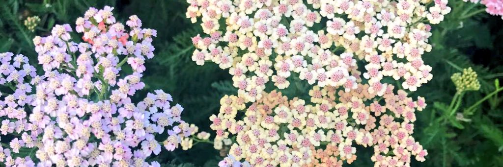 amy_michelle's profile banner image