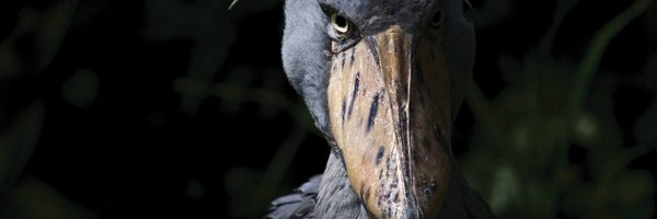 PrisonPlanet Profile Banner