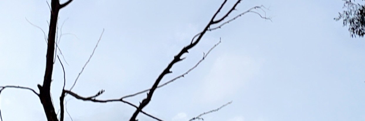 tloo banner