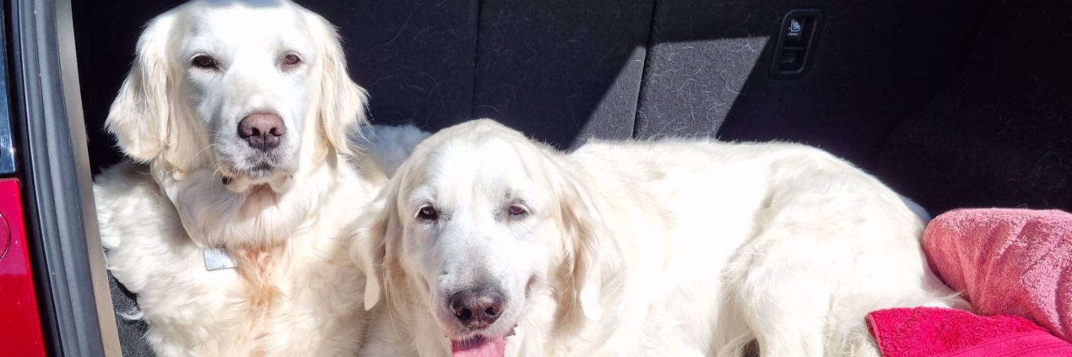 Daphne Harries 💙 🏴󠁧󠁢󠁷󠁬󠁳󠁿 banner