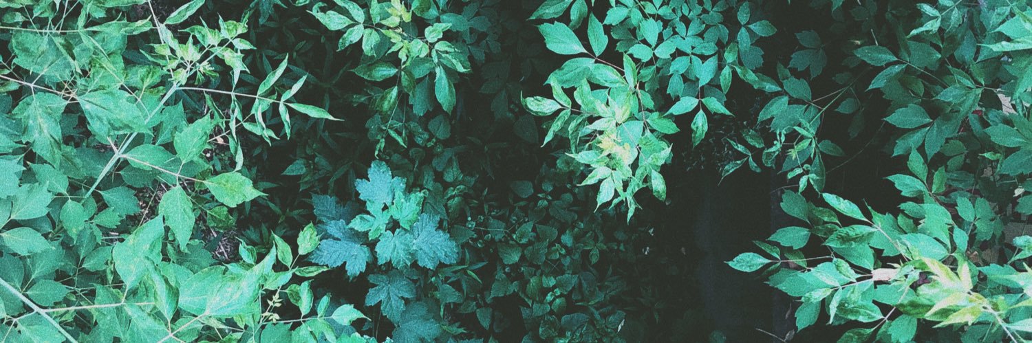 evandileo's profile banner image