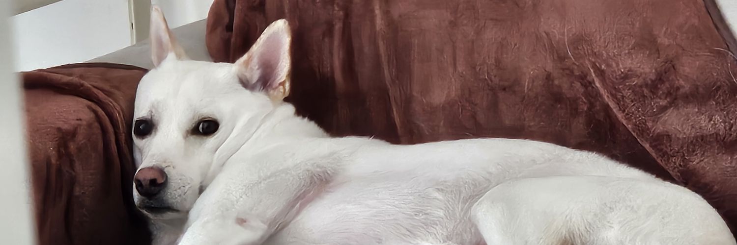 금빛도마뱀뱀이 banner