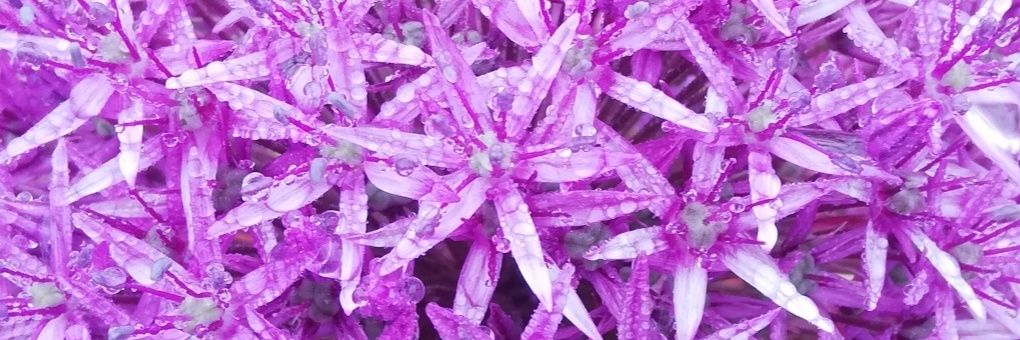 lorainespalding's profile banner image