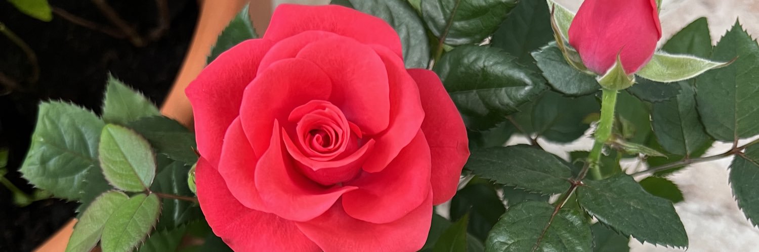 Alba Valero Martínez banner