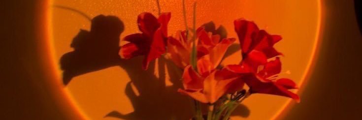 JanetMa13's profile banner image