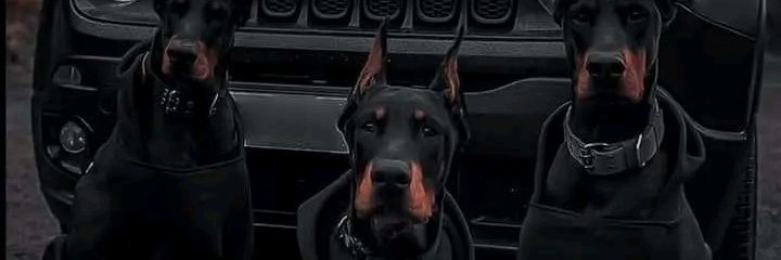Chava banner