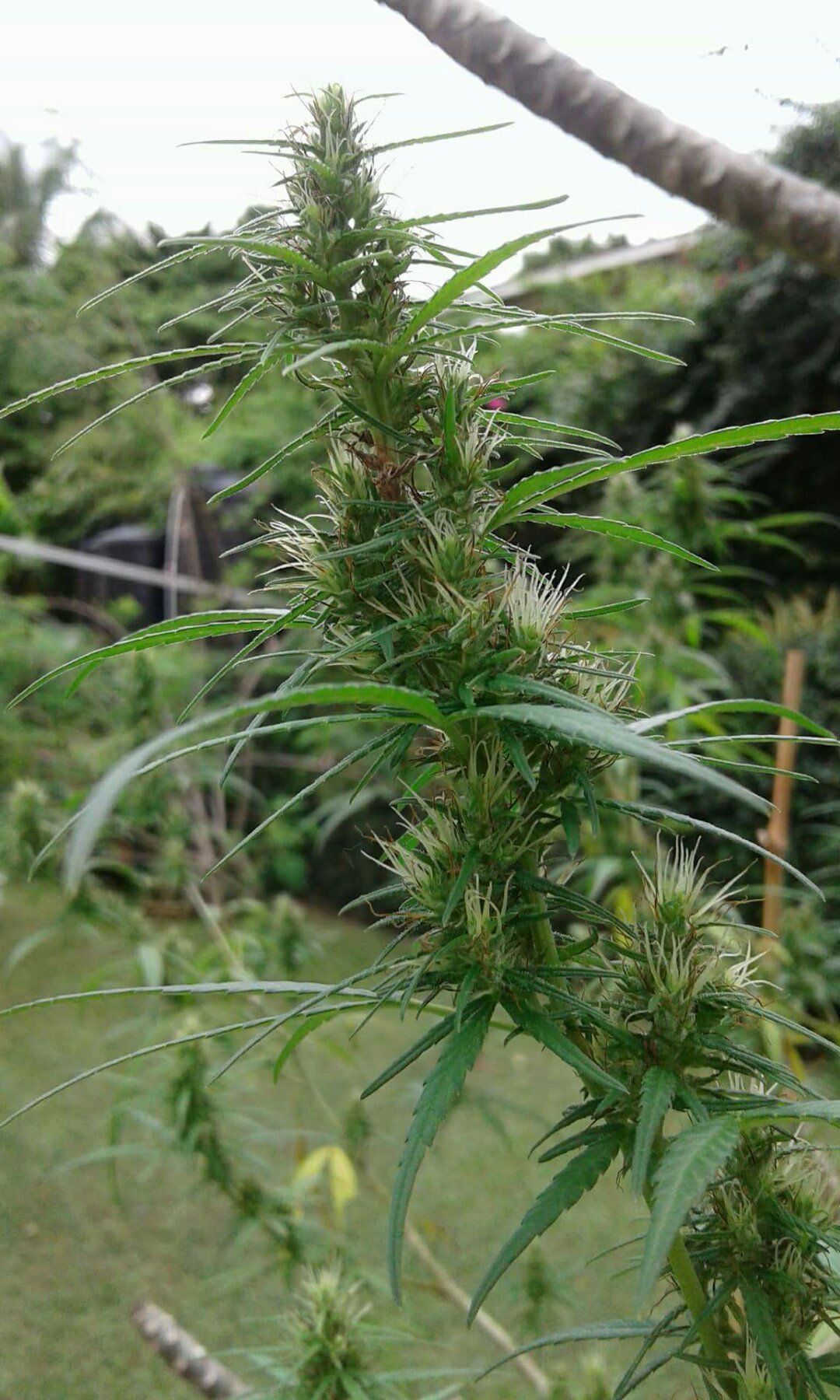 THC Kwanza Alliance banner