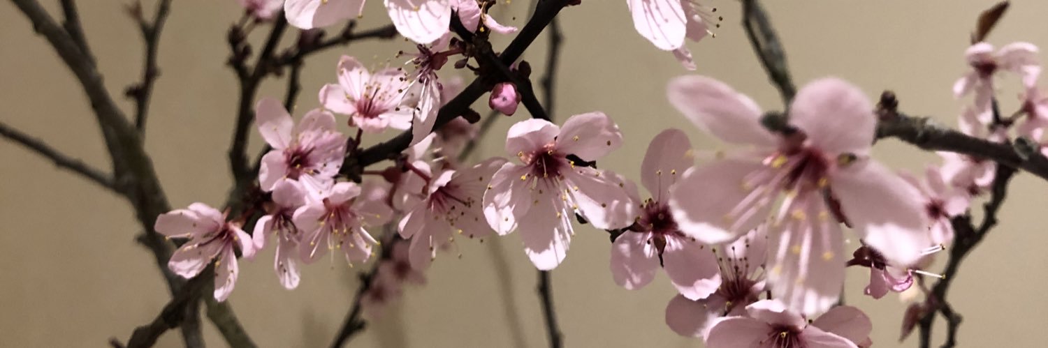 SarahCh76's profile banner image