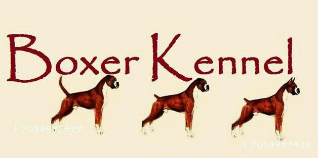BoxerKennel's profile banner image