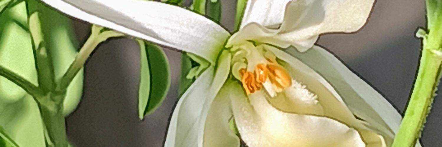 FuFukokoko's profile banner image