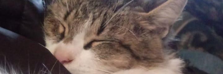 FlorDebra's profile banner image