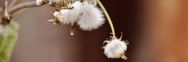 loreote86 Profile Banner