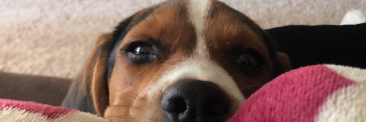 ambergerbunn's profile banner image