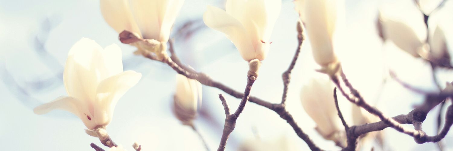 Lyushi_Fuwa's profile banner image