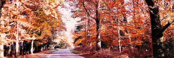 FoxFortyTwo Profile Banner