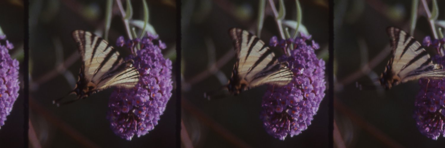 Wrong Kar Weis banner