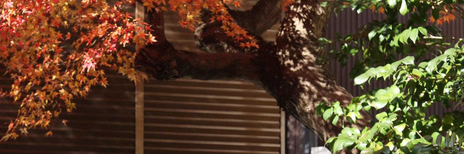 Emily Han's banner