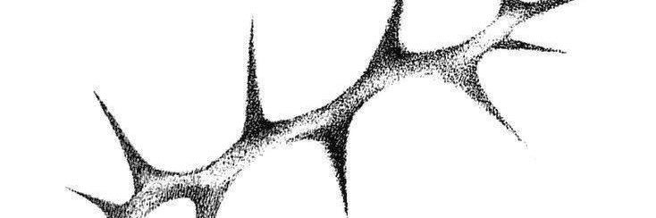 lilif banner