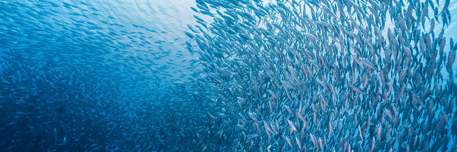 Marine Stewardship Council banner