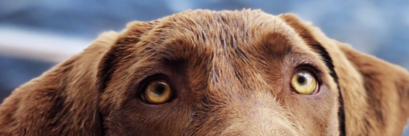 laurrenwall's profile banner image