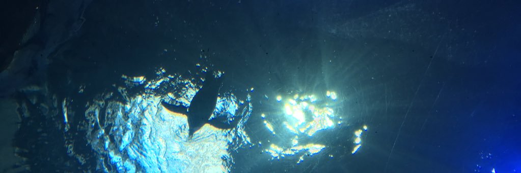 mswhatsit's profile banner image