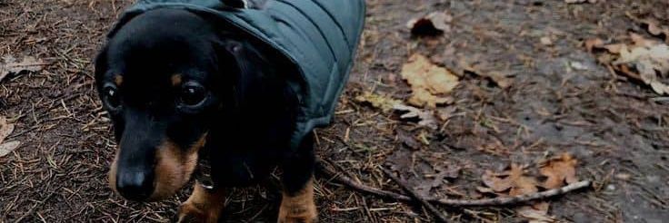 k9Angela banner