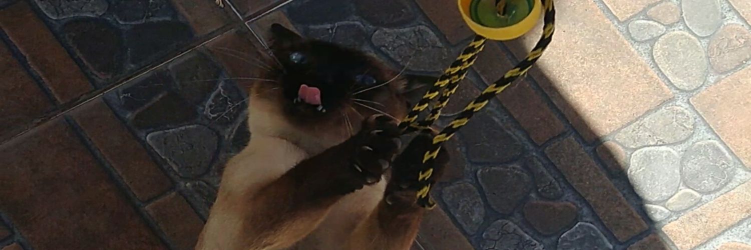 faculenard's profile banner image