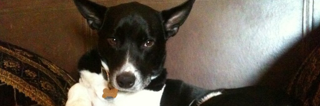 flomolinaro 🌷♥️🐾🪺 banner