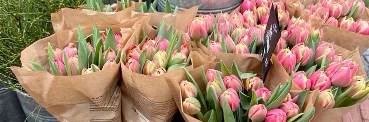 Only Tulips's banner