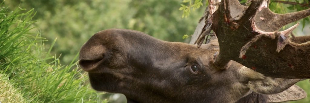 herbertstoneson's profile banner image