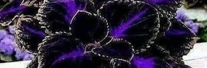 irispatricial's profile banner image