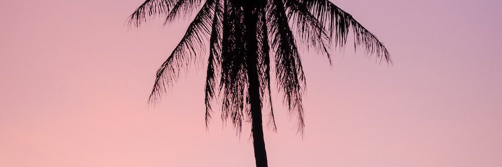 VaneHamburgerC's profile banner image