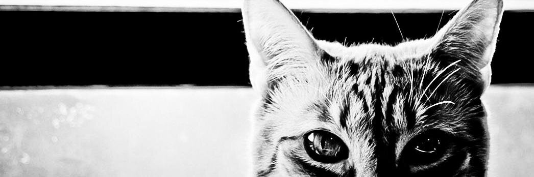 SYAFFYSAUR's profile banner image