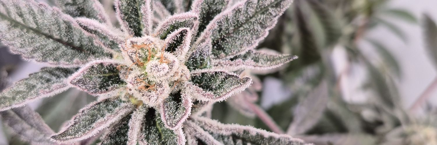 juliachronics banner