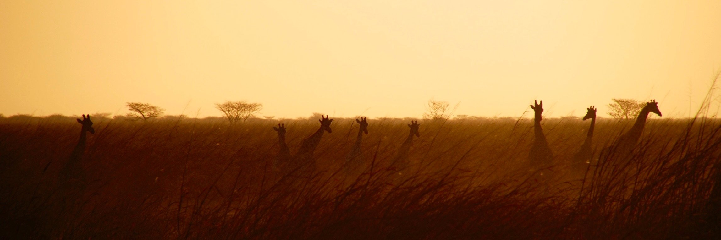 sara_horta's profile banner image