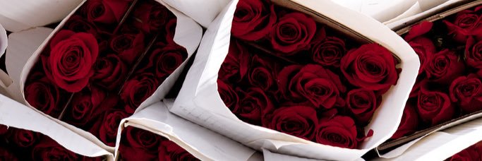 claredownie's profile banner image