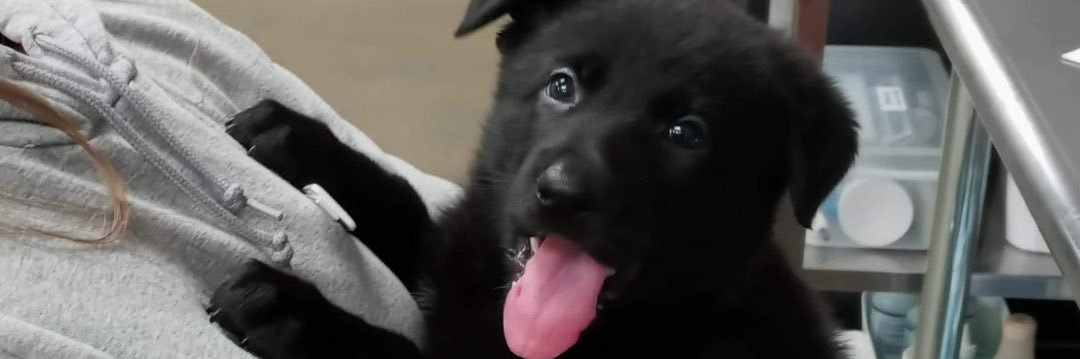 Cryptologic Thinker banner