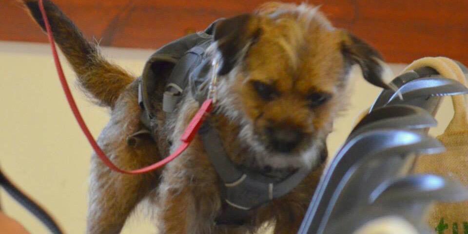 dog_norm's profile banner image