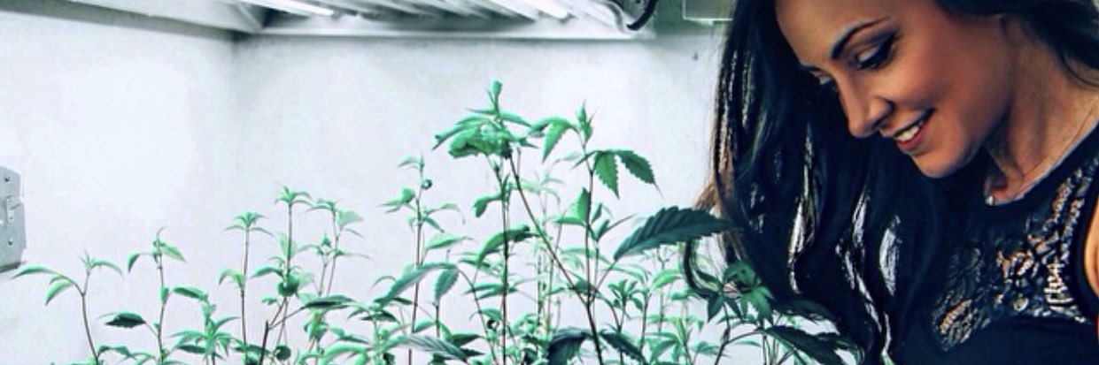 DrDina's profile banner image