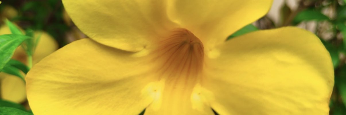 elontheuser's profile banner image