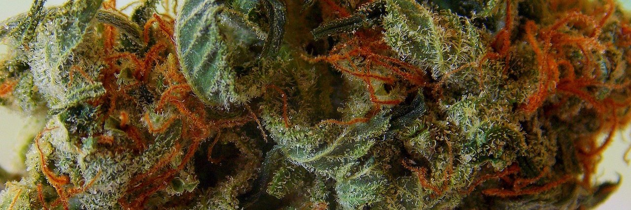 WeedStreetJrnl's profile banner image