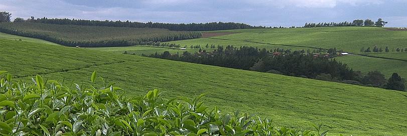 Omwenga's profile banner image