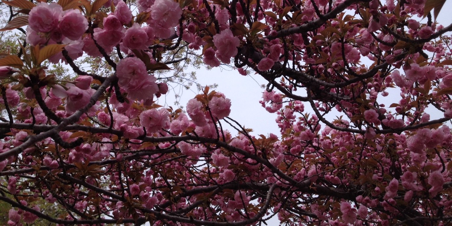 chelseasmock's profile banner image