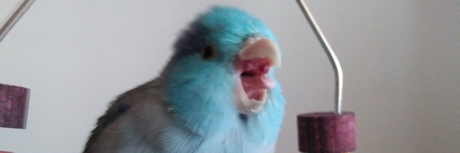 Dolzet_'s profile banner image