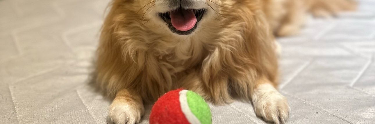 緊急 ドナー犬探しています。 チワワです。 banner