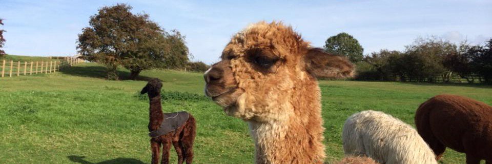 cliftonalpacas's profile banner image