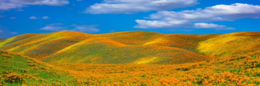 Proud Brown American banner