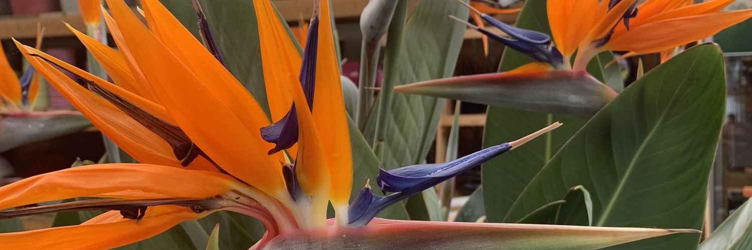 myleneregnault's profile banner image