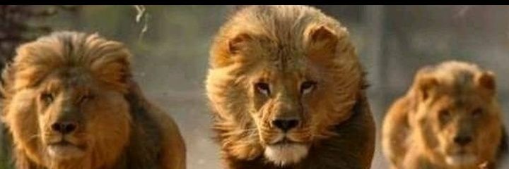 leochiozzo's profile banner image