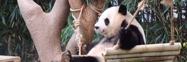 gracedengx Profile Banner